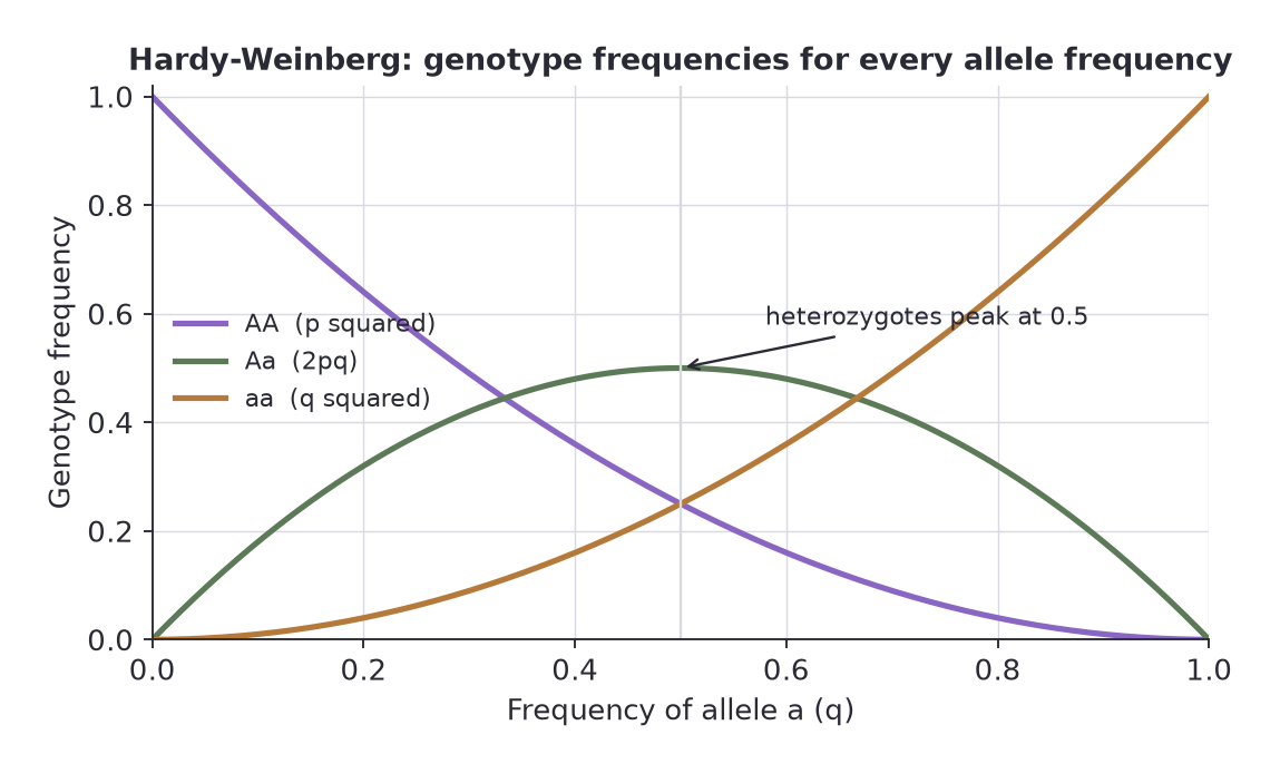 Curves of the three genotype frequencies against the frequency of allele a, with heterozygotes peaking at 0.5