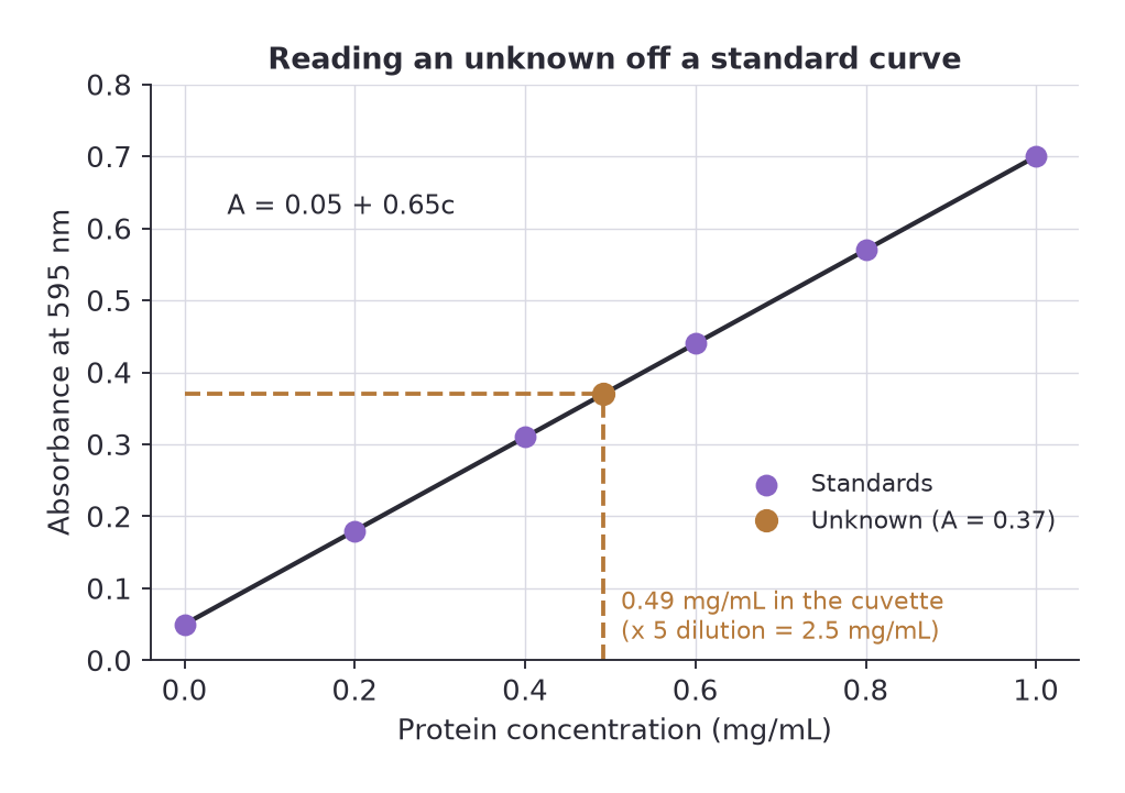A protein standard curve with an unknown absorbance of 0.37 traced across to the line and down to a concentration of 0.49 mg/mL
