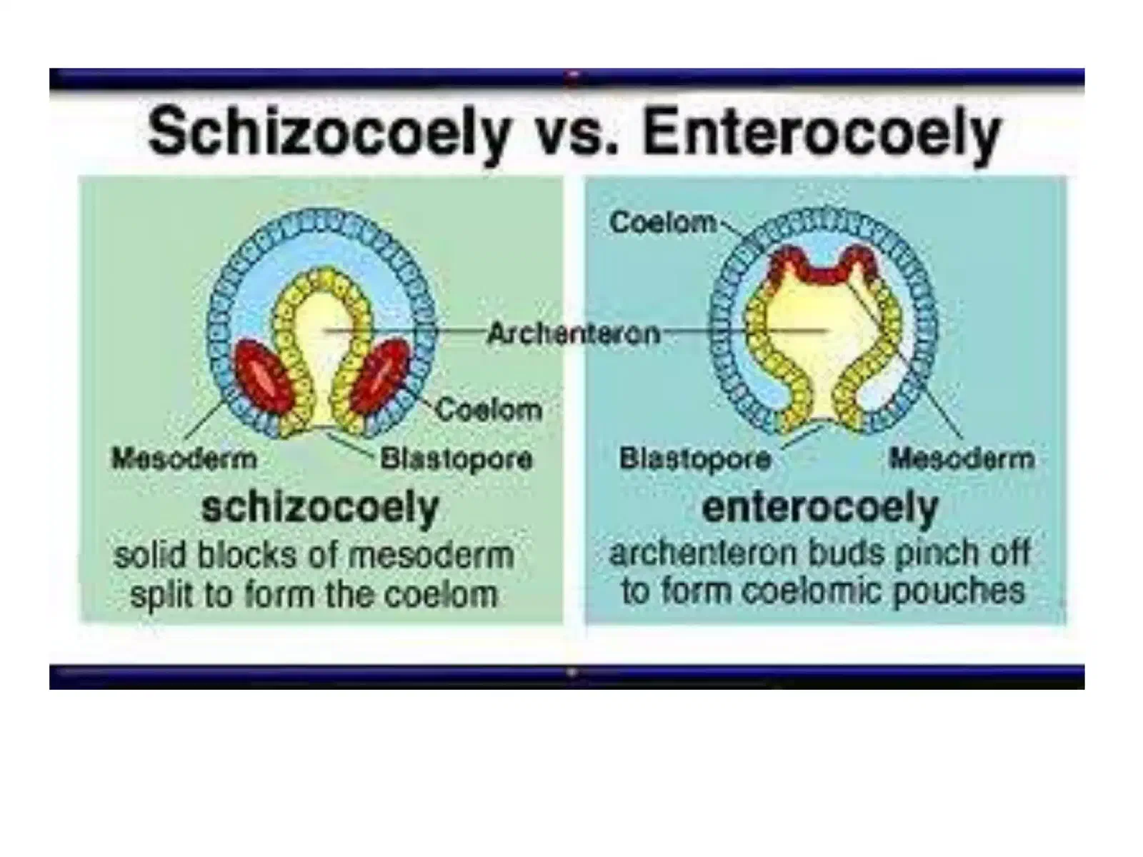Schizocoely (protostome) vs. enterocoely (deuterostome) coelom formation compared side by side: schizocoely as solid blocks of mesoderm splitting to form the coelom, enterocoely as archenteron buds pinching off to form coelomic pouches, mesoderm, blastopore, coelom, and archenteron labeled on both.