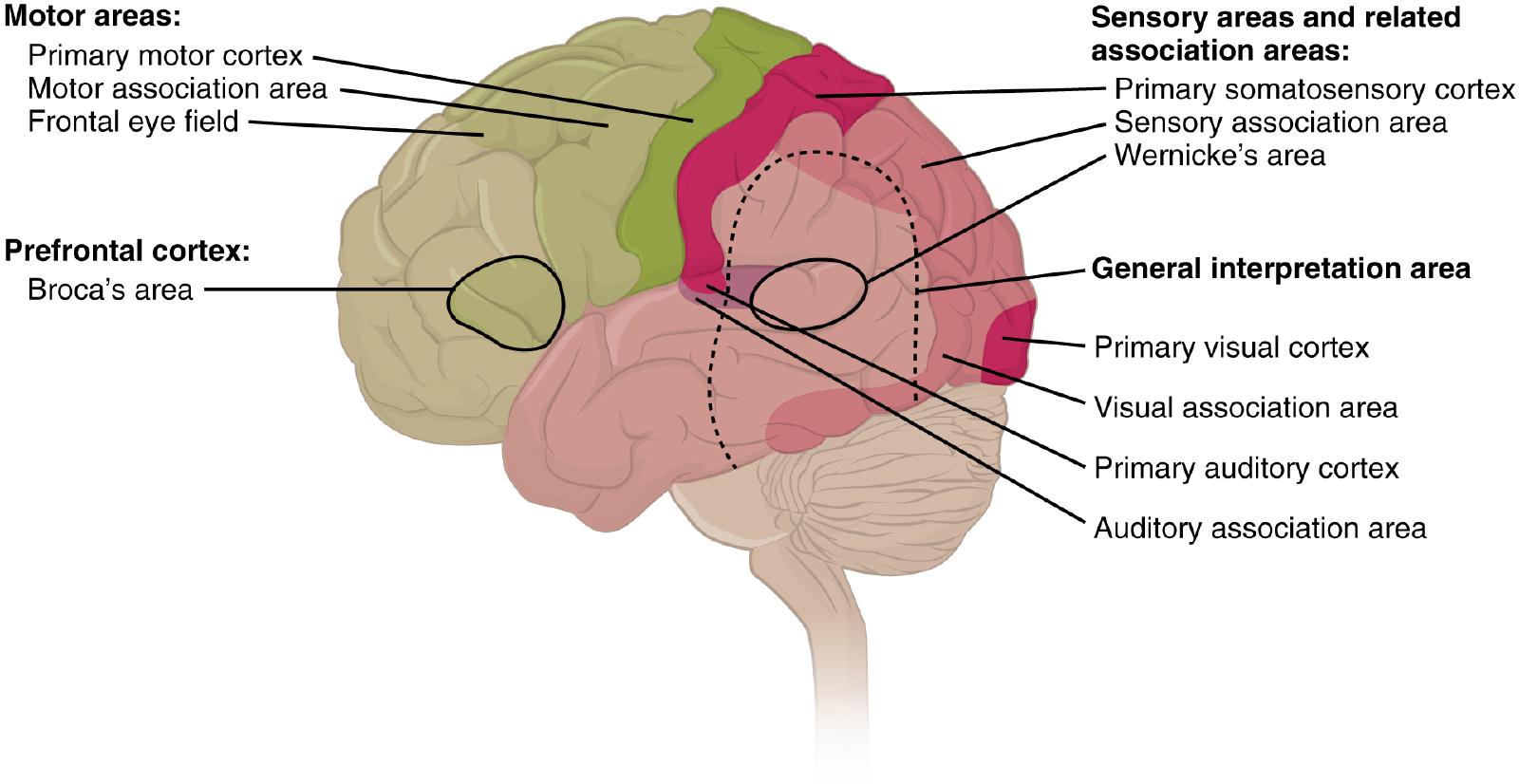 Lateral brain view with motor areas (primary motor cortex, motor association area, frontal eye field) in green, Broca’s area and prefrontal cortex outlined, and sensory areas (primary somatosensory cortex, sensory/visual/auditory association areas, Wernicke’s area, primary visual and auditory cortices, general interpretation area) in pink/red.