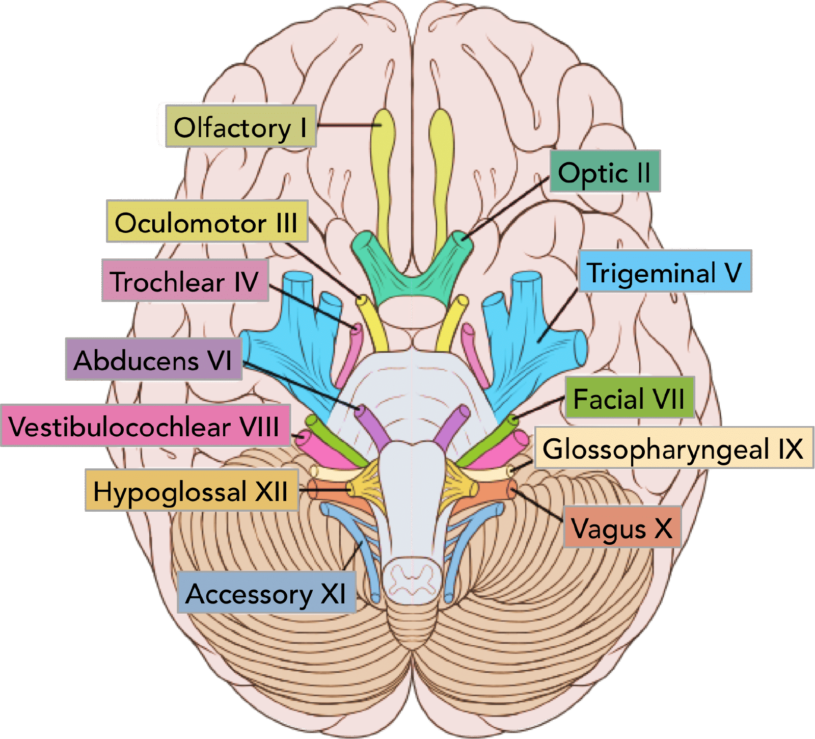 Inferior (base-of-brain) view with all 12 cranial nerves numbered, named, and color-coded at their point of origin: Olfactory I, Optic II, Oculomotor III, Trochlear IV, Trigeminal V, Abducens VI, Facial VII, Vestibulocochlear VIII, Glossopharyngeal IX, Vagus X, Accessory XI, Hypoglossal XII.
