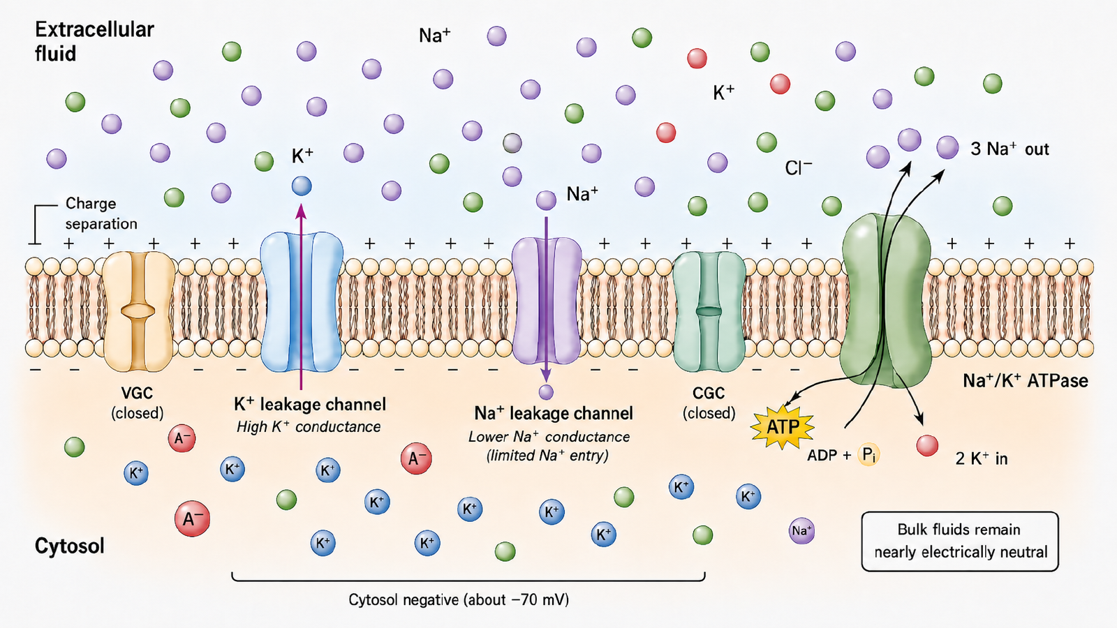 Resting membrane cross-section showing closed voltage-gated channels (VGC) and closed chemically-gated channels (CGC), an open K+ leakage channel with high conductance, an open Na+ leakage channel with lower conductance, and the Na+/K+-ATPase pump exporting 3 Na+ for every 2 K+ imported; ion distributions and the resulting charge separation (cytosol negative, about -70 mV) are shown on both sides of the membrane