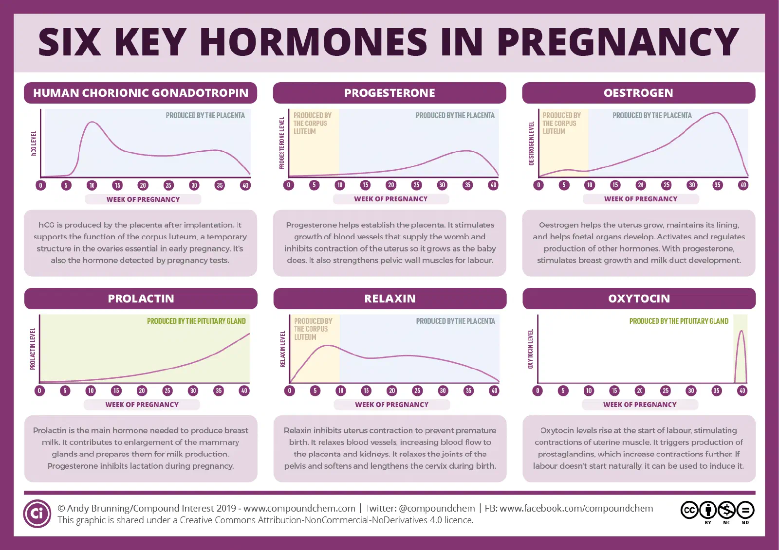 Six key pregnancy hormone level curves plotted against week of pregnancy, each panel shaded to show its source: hCG peaks around week 10 then declines, produced by the placenta; progesterone and estrogen both rise steadily from a corpus-luteum-derived early phase (shaded yellow, weeks 0-10) into a placenta-derived later phase (shaded blue, weeks 10-40); prolactin rises steadily from the pituitary; relaxin peaks early (corpus luteum) then plateaus (placenta); oxytocin stays flat until a sharp spike at week 40 (labor onset)