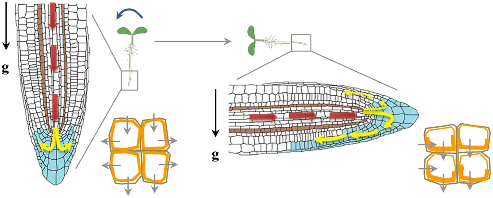 Root gravitropism: in a vertically growing root tip, statocytes at the columella show downward-settled statoliths (red arrows) and symmetric auxin efflux (orange cell diagrams); after gravistimulation/reorientation, statoliths resettle toward the new lower side and auxin is redistributed asymmetrically (yellow arrows) toward that side, producing differential elongation that reorients growth back toward gravity