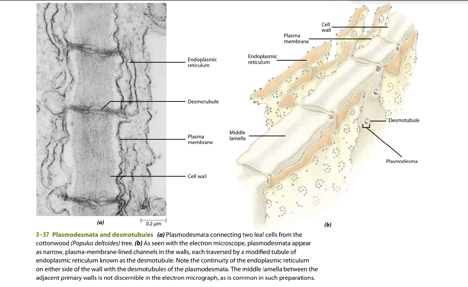 Plasmodesmata connecting adjacent plant cells: (a) electron micrograph of plasmodesmata in cottonwood leaf cells; (b) illustrated cutaway labeling the cell wall, plasma membrane, endoplasmic reticulum/desmotubule, and middle lamella at the same junction.