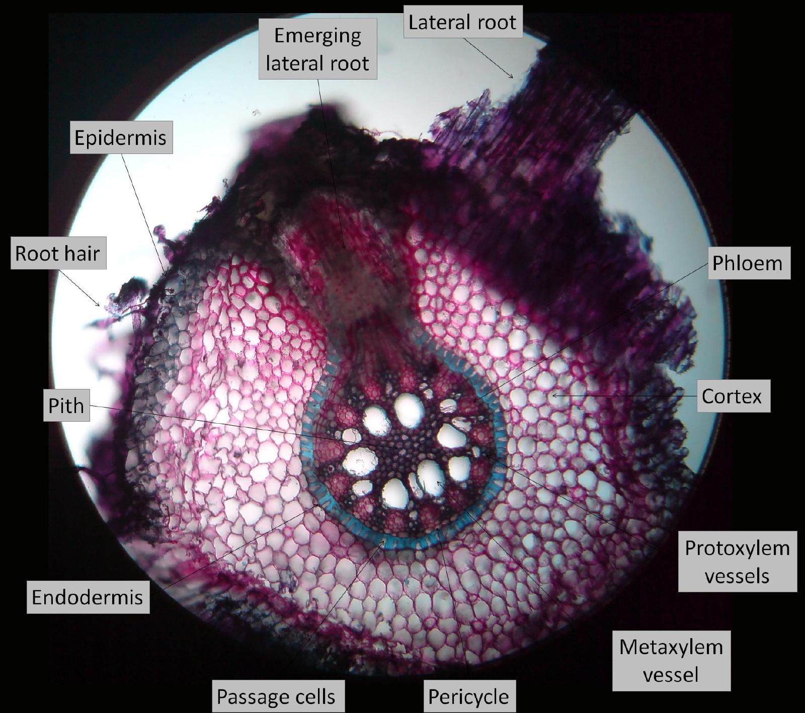 Microscope cross-section of a root showing an emerging lateral root pushing through the cortex and epidermis, with epidermis, root hair, cortex, endodermis, passage cells, pericycle, pith, phloem, and protoxylem/metaxylem vessels all labeled.