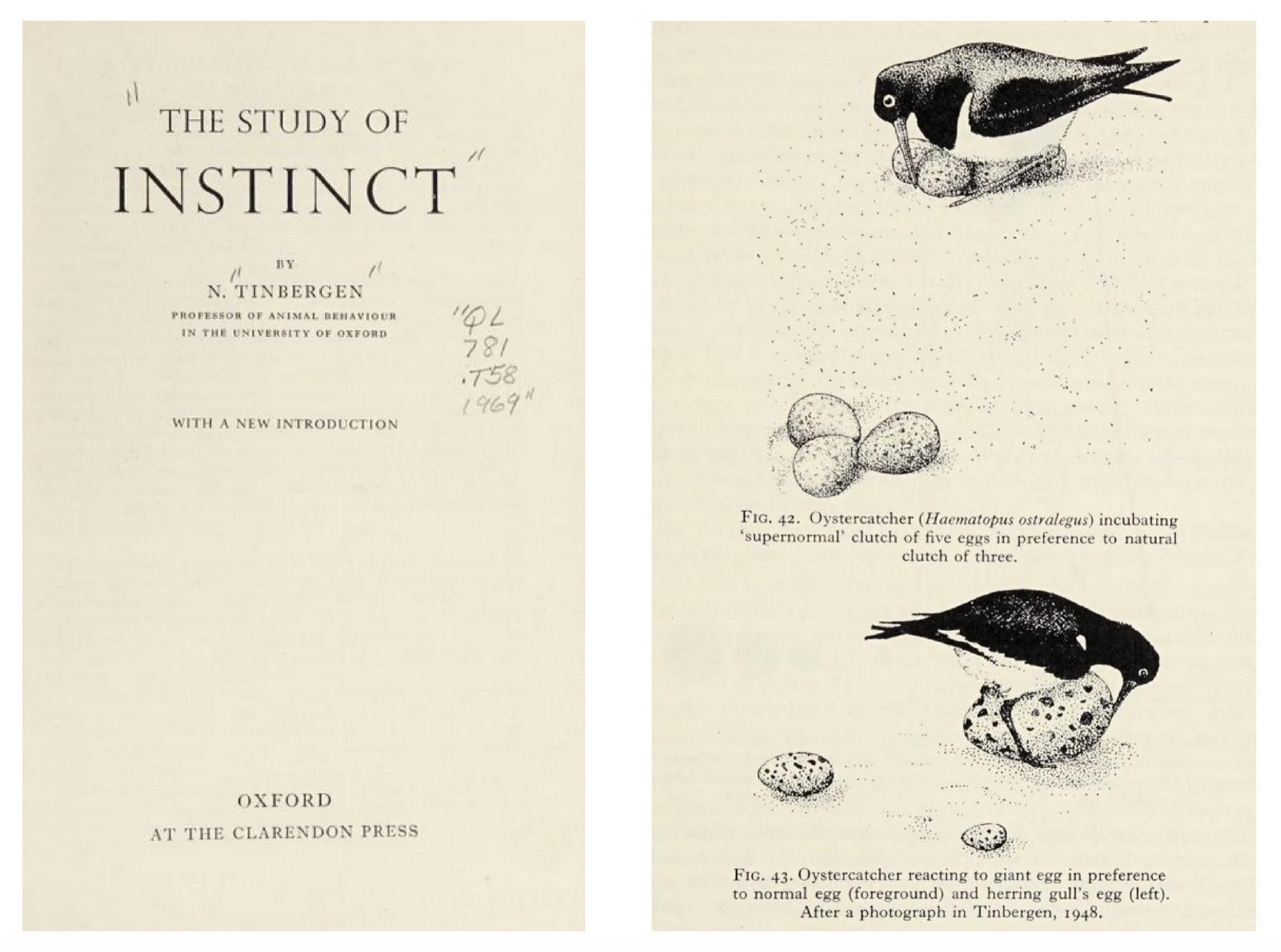 Tinbergen’s oystercatcher figures: an oystercatcher incubating a “supernormal” clutch of five eggs in preference to its own natural clutch of three (Fig. 42), and an oystercatcher reacting to a giant egg in preference to a normal egg and a herring gull’s egg placed alongside it (Fig. 43).